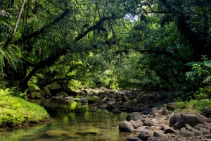 Ma sélection de boucles de randonnée dans le parc national de Guadeloupe